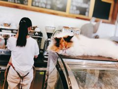 -吉丁鸟咖·异宠·寄养