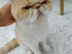 -喵园·猫主题咖啡厅·撸猫·猫咖(国贸店)