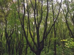 -昆山城市生态森林公园