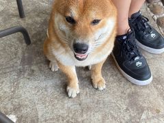 -柴犬高等学院·狗咖·柴犬售卖·宠物训练