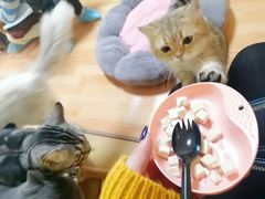 -Meowの猫咖(万家丽店)