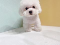 -萌宠之家·腊肠犬·马尔泰·小体犬舍