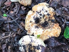 -乌兰布统景区-白桦林