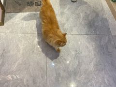 -爪爪喵星球·猫舍(前海卓越店)