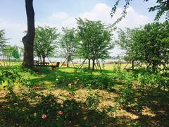 -鹅湖玫瑰文化园