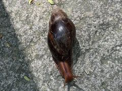 -黄埔油麻山森林公园