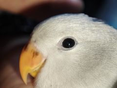 -穿蒸引鲜·嗲记(正大广场店)