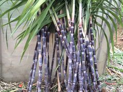 -祥源·阜阳生态乐园