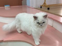 -1013 PET SHOP 宠物商店(近铁城市广场店)