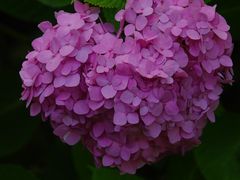 -上海滨江森林公园