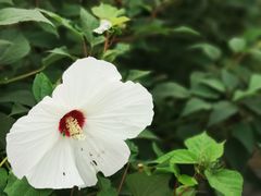-西青郊野公园