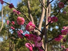 -顾村公园