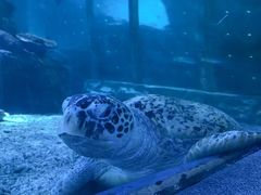 -太平洋海底世界