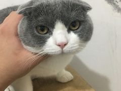 -Bastet sally猫舍购宠(静安店)