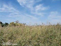 -西青郊野公园