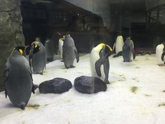 -悉尼海洋生物水族馆
