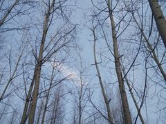 -合肥滨湖国家森林公园