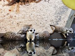 -昆明大悦城未来动物城(螺蛳湾中心店)