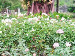 -人民公园(罗湖区)