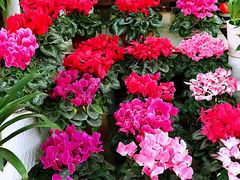 -三圣花乡旅游区