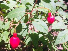 -墨尔本皇家植物园