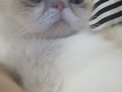 -飞行喵MR PILOT|猫舍·猫咖(静安大融城店)
