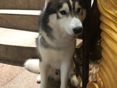 -more than meow吴止猫主题餐厅(承德 中船汇店)