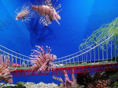 -太平洋海底世界