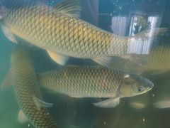 -淘米捞·米汤脆鲩鱼火锅(福田皇岗店)