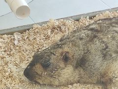 -怪兽屋·羊驼·猫咖·狗咖(俊华广场店)