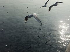 -老味道民宿(栈桥店)