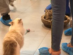 -三花喵·撸猫购宠·宠物生活馆(虹桥南丰城店)