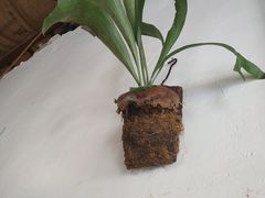 -春风十里咖啡馆