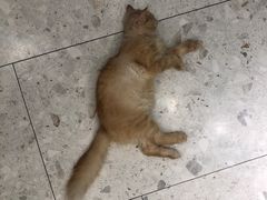-飞行喵MR PILOT|猫舍·猫咖(静安大融城店)
