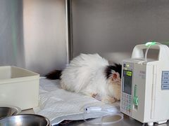 -纳吉亚猫专科动物医院博雅分院