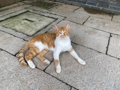 -龙华素斋(龙华路店)