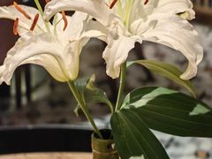 -耶里夏丽·丝路新疆菜·清真食品(徐家汇臻选店)