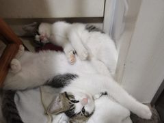 -宠颐生宠物医院·心肾内科·猫专科诊疗中心宠巢店