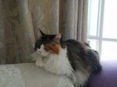 -纳吉亚猫专科动物诊疗中心(蒋宅口分院)