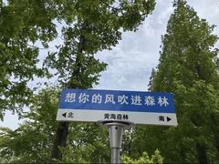 -黄海国家森林公园
