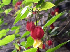 -恺庐茶园(宽窄巷子景区店)