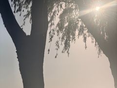 -伊犁河景区