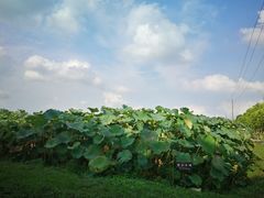 -嘉北郊野公园