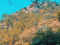 -南山植物园