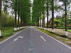 -黄海国家森林公园