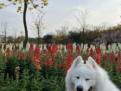 -天适樱花悠乐园