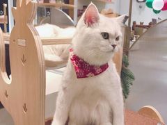 -飞行喵MR PILOT|猫舍·猫咖(静安大融城店)