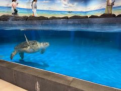 -芜湖新华联大白鲸海洋公园