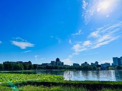 -莲花池公园