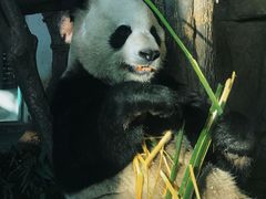 -成都动物园
